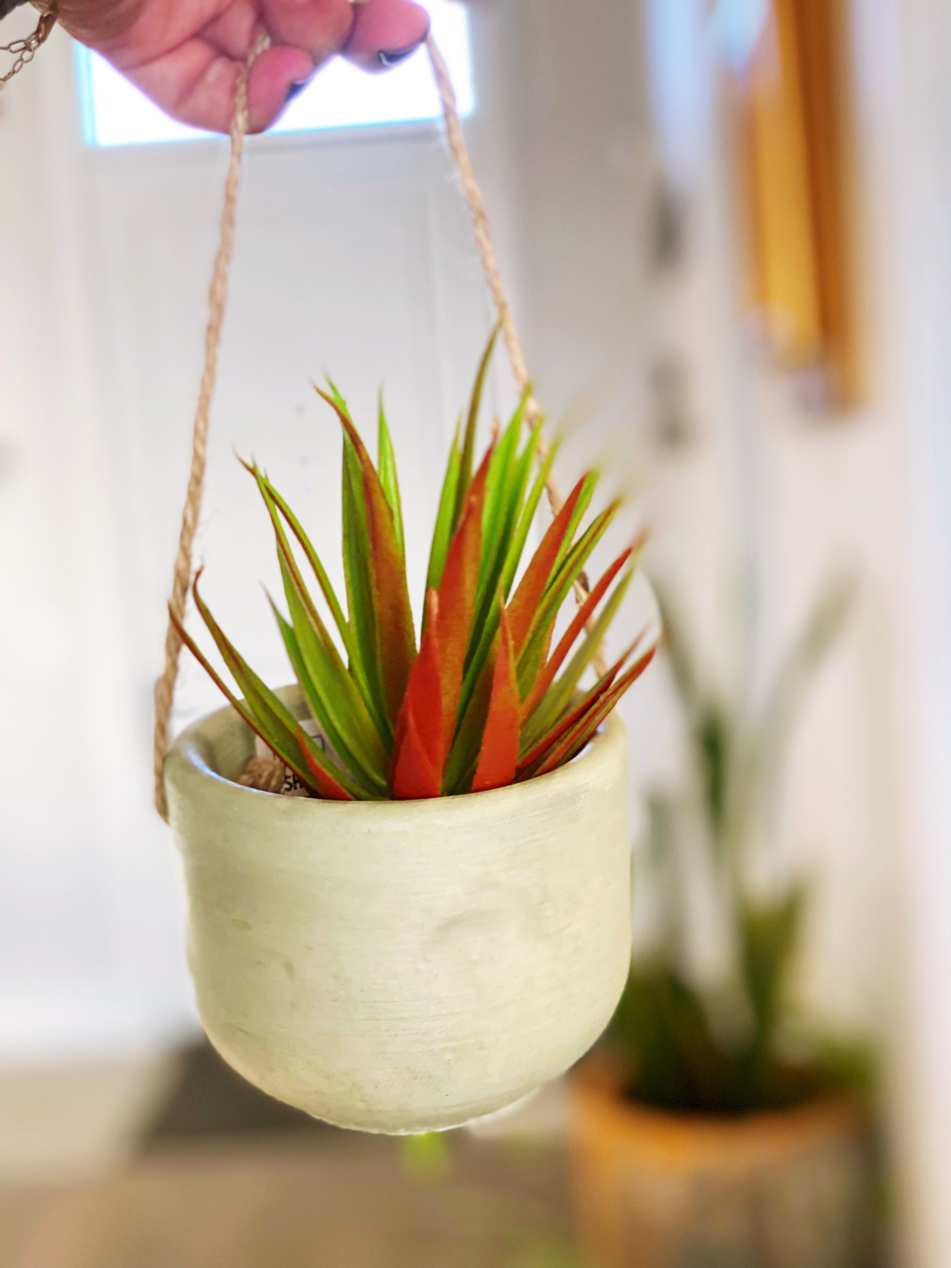 Hanging Tulip Pot