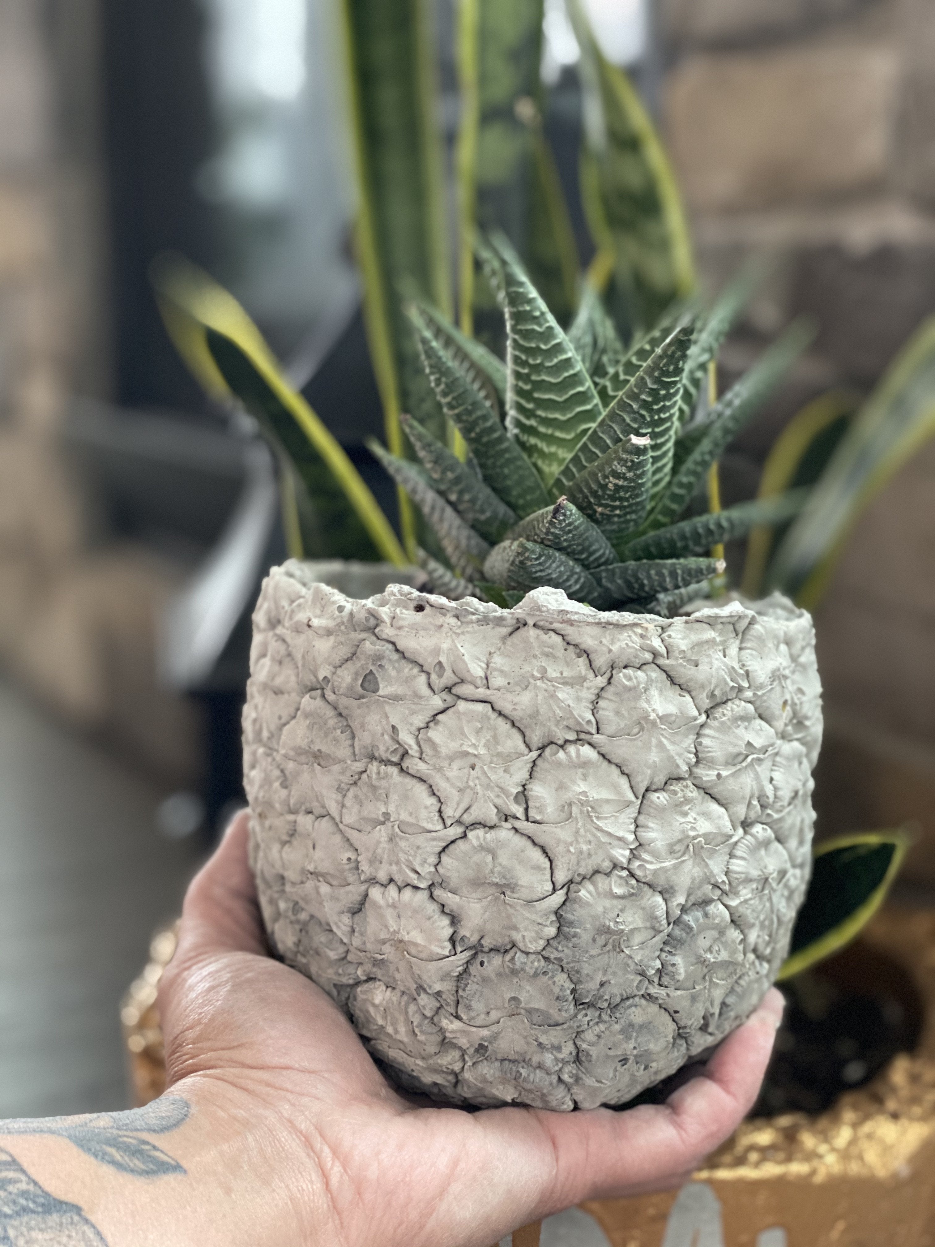 Pineapple Concrete Planter - Grey Shed