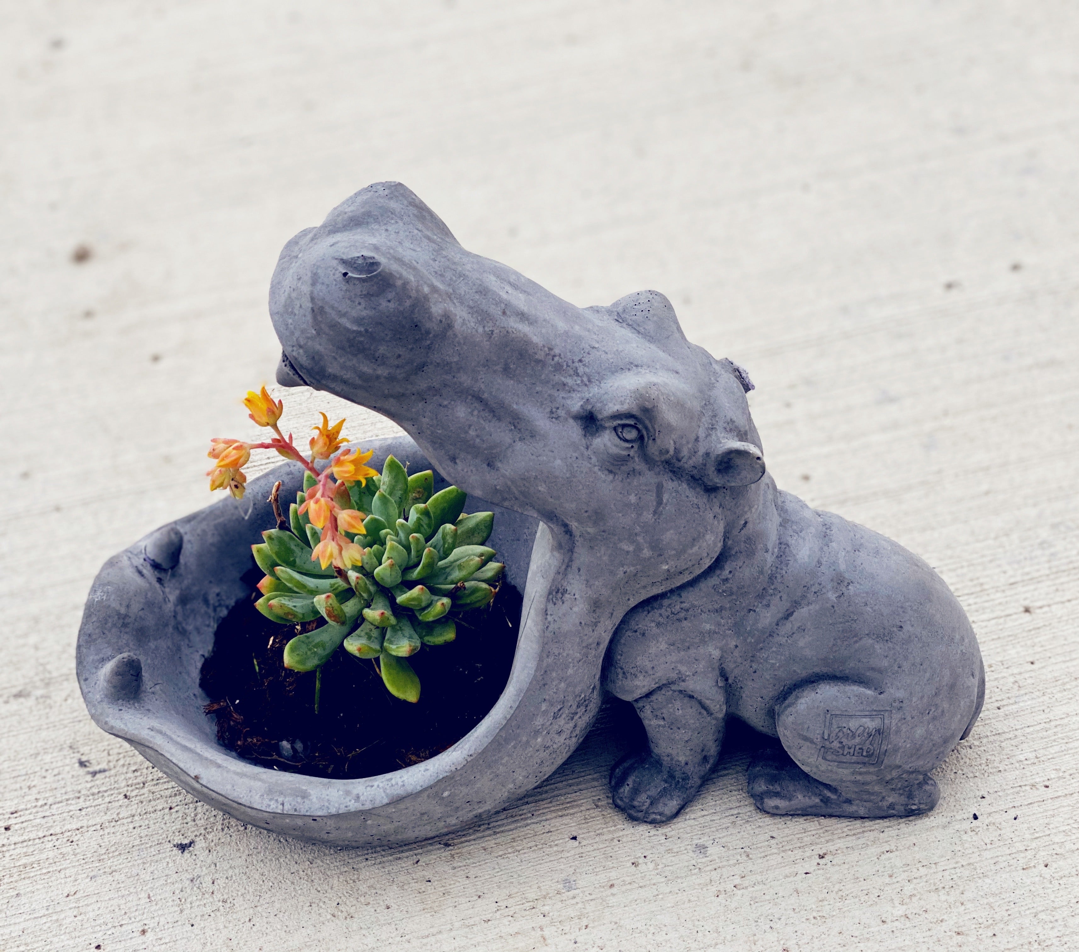 Hazel Hippi the Hippopotamus, Planter and Keys Bowl