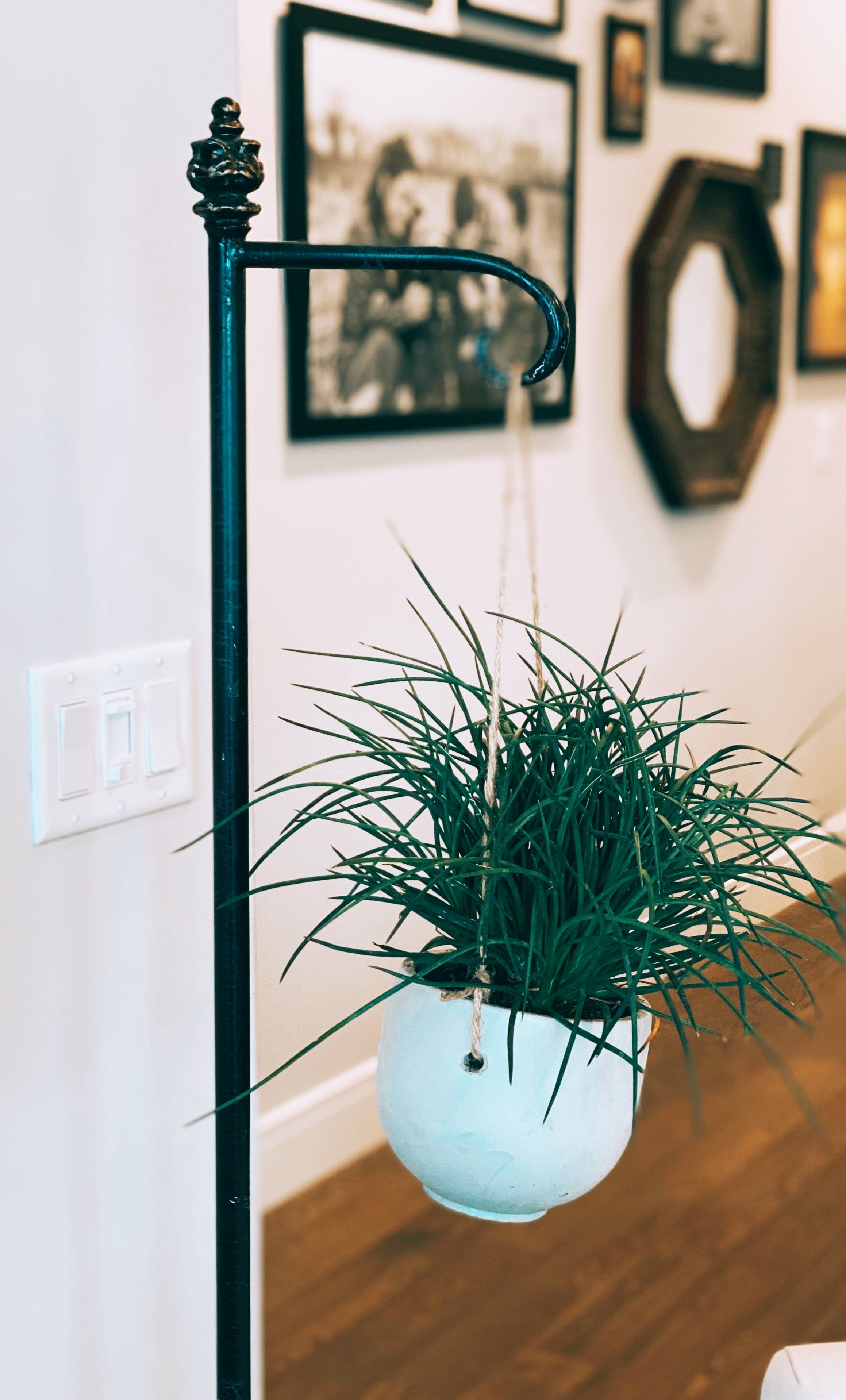 Hanging Tulip Pot