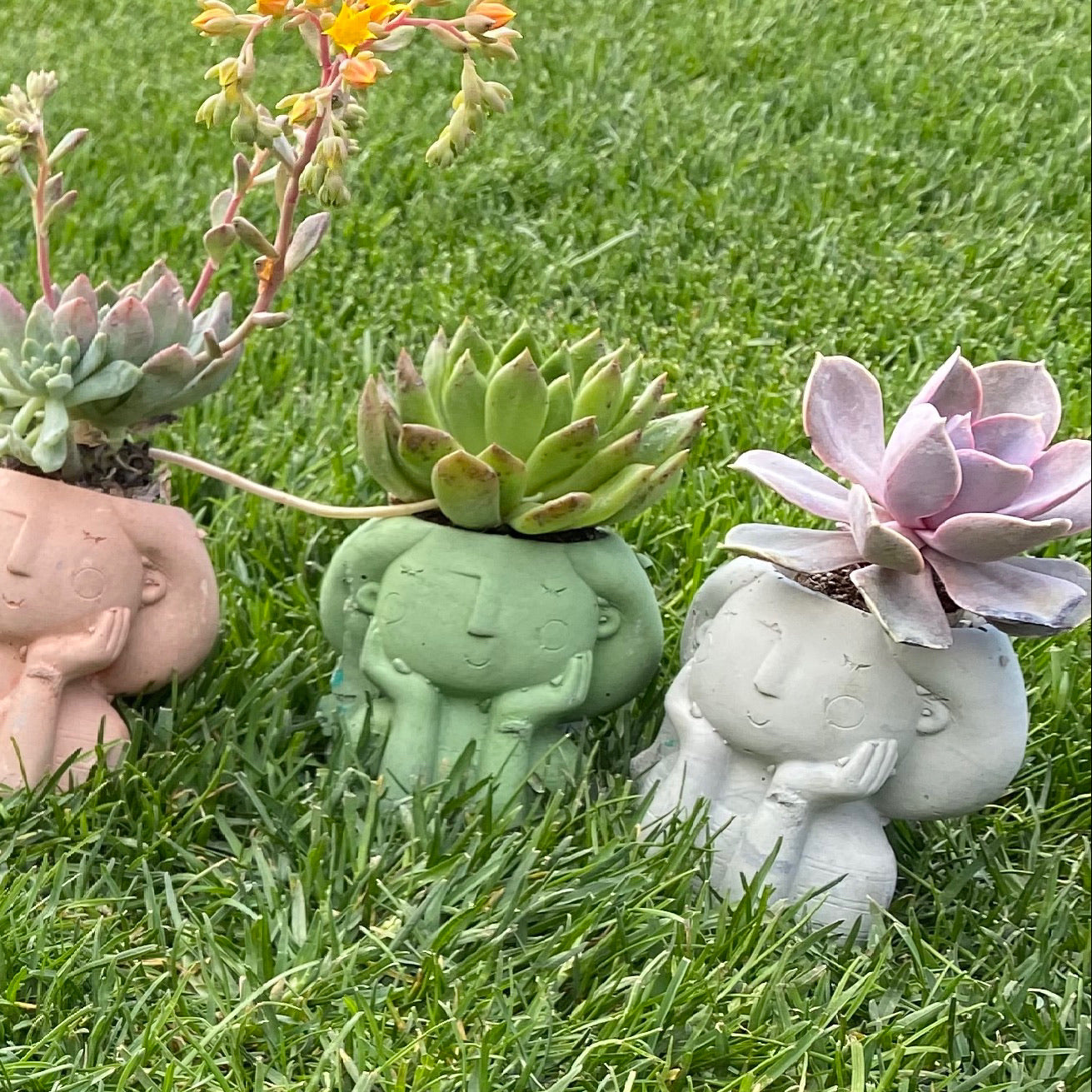 Sonderella  Planter