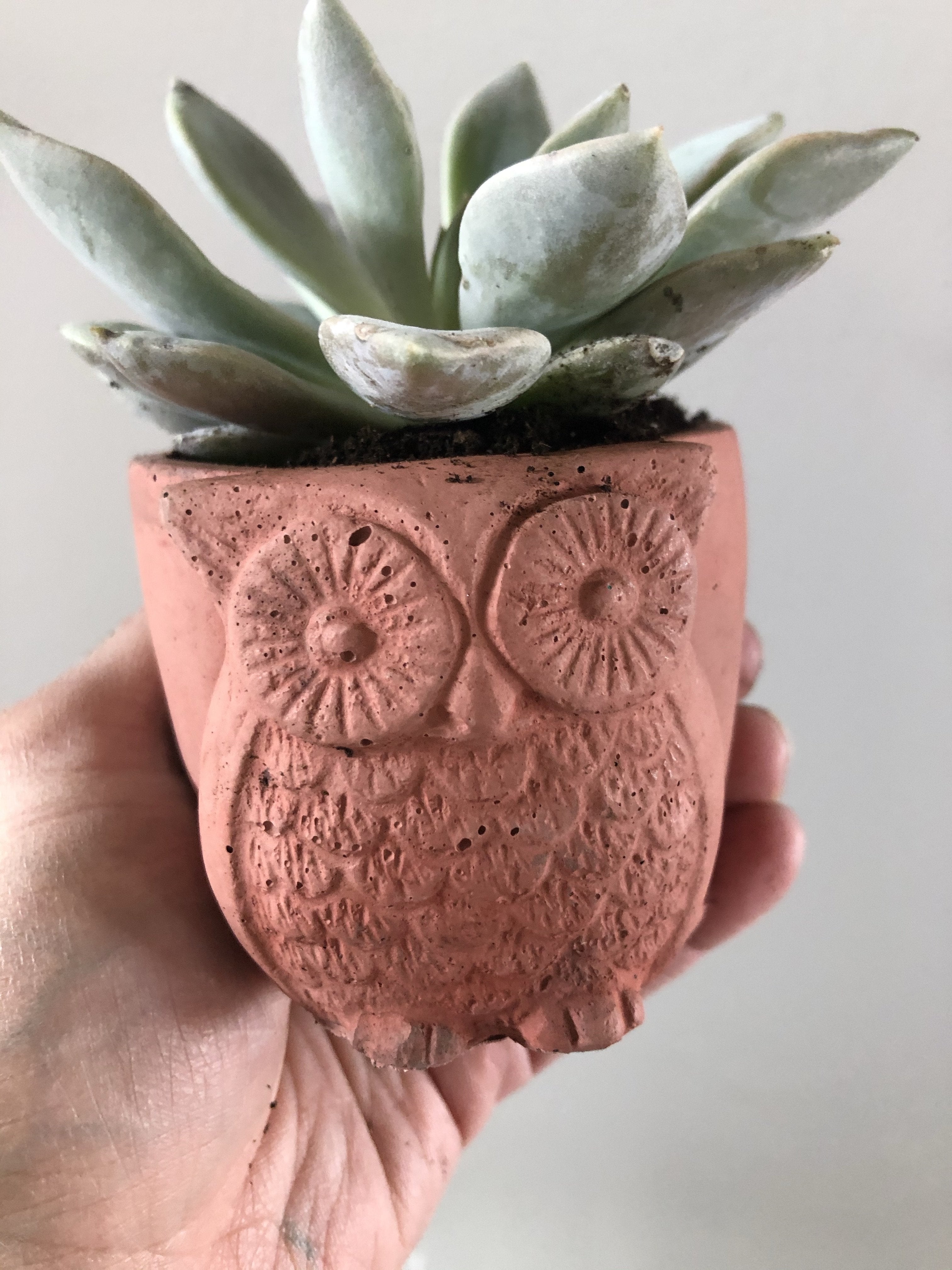 Owl Planter - Grey Shed