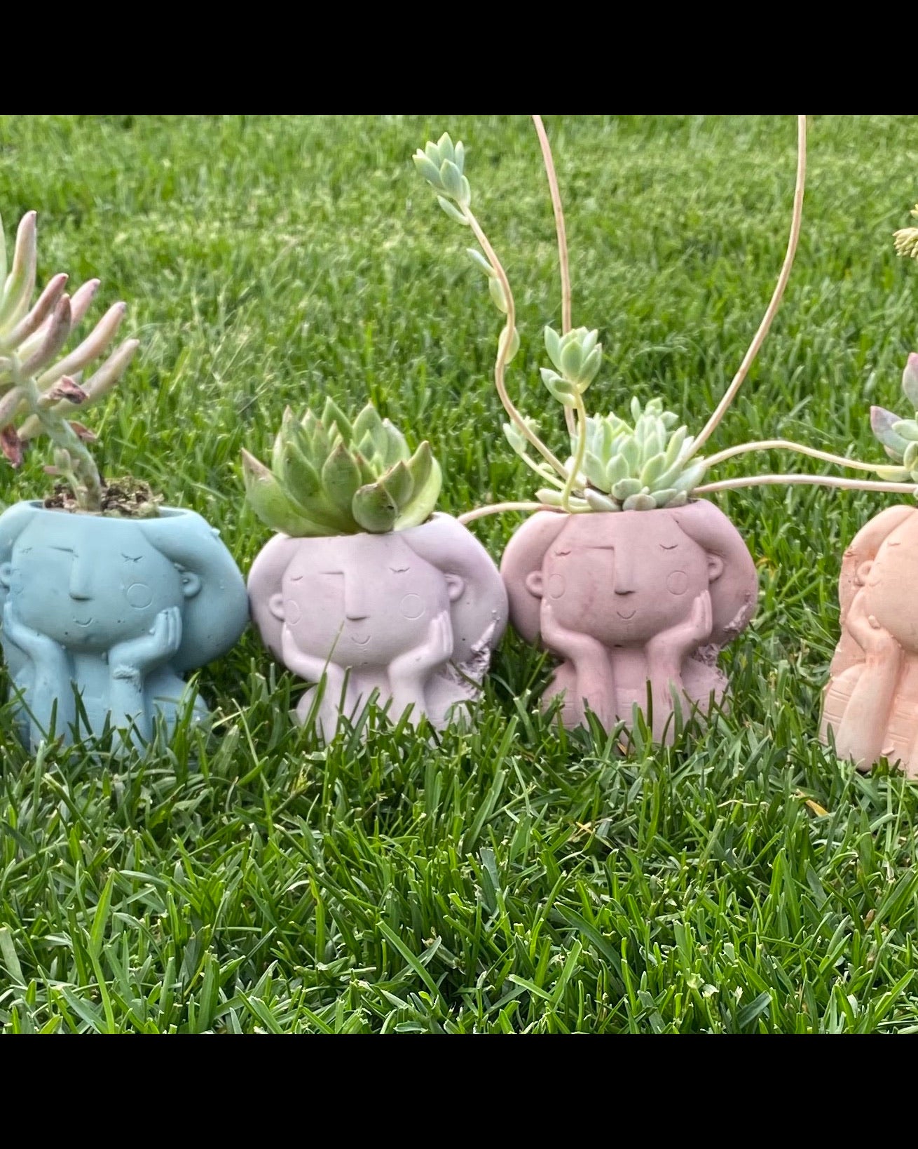 Sonderella  Planter