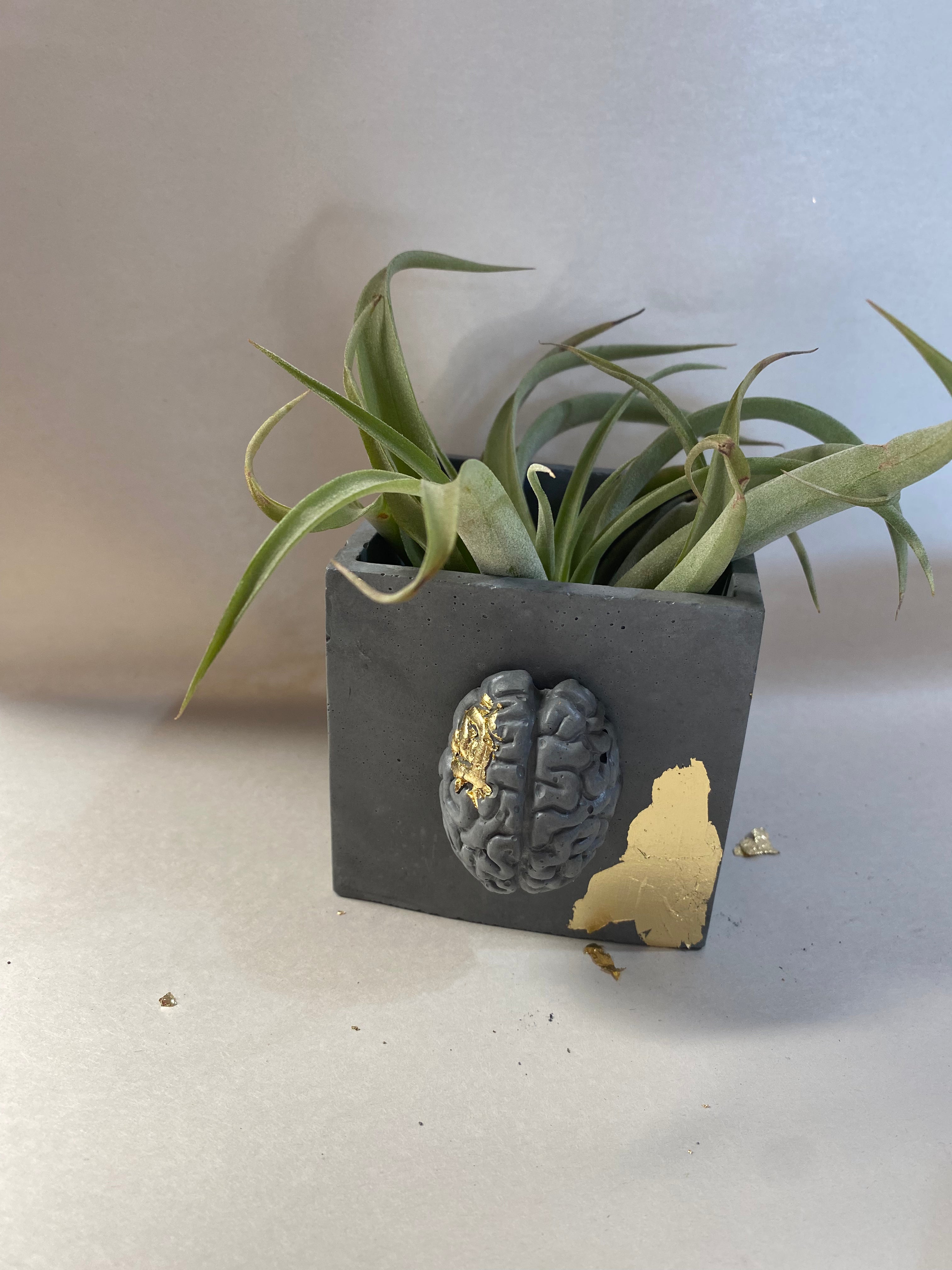 Anatomical Cube