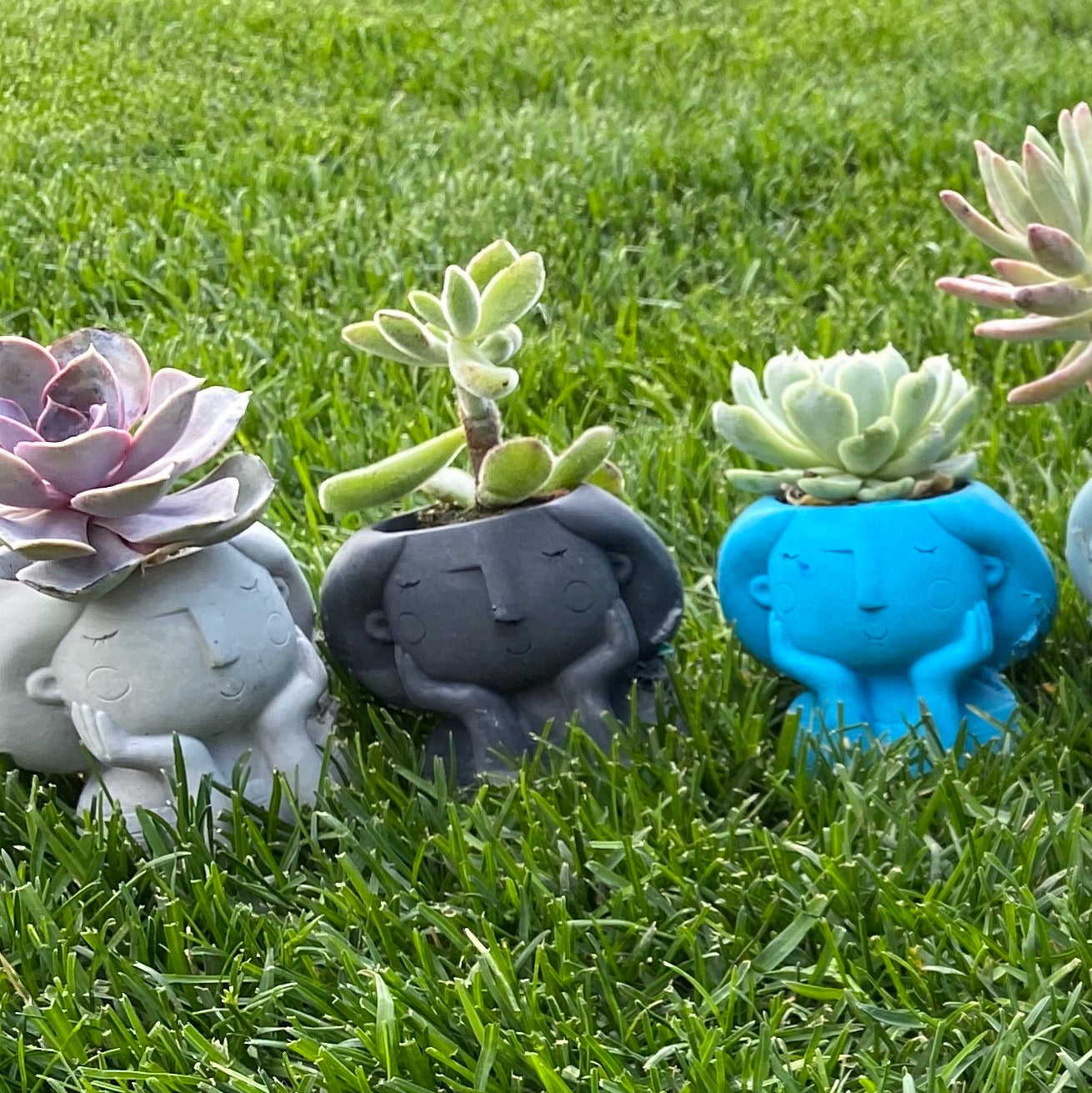 Sonderella  Planter
