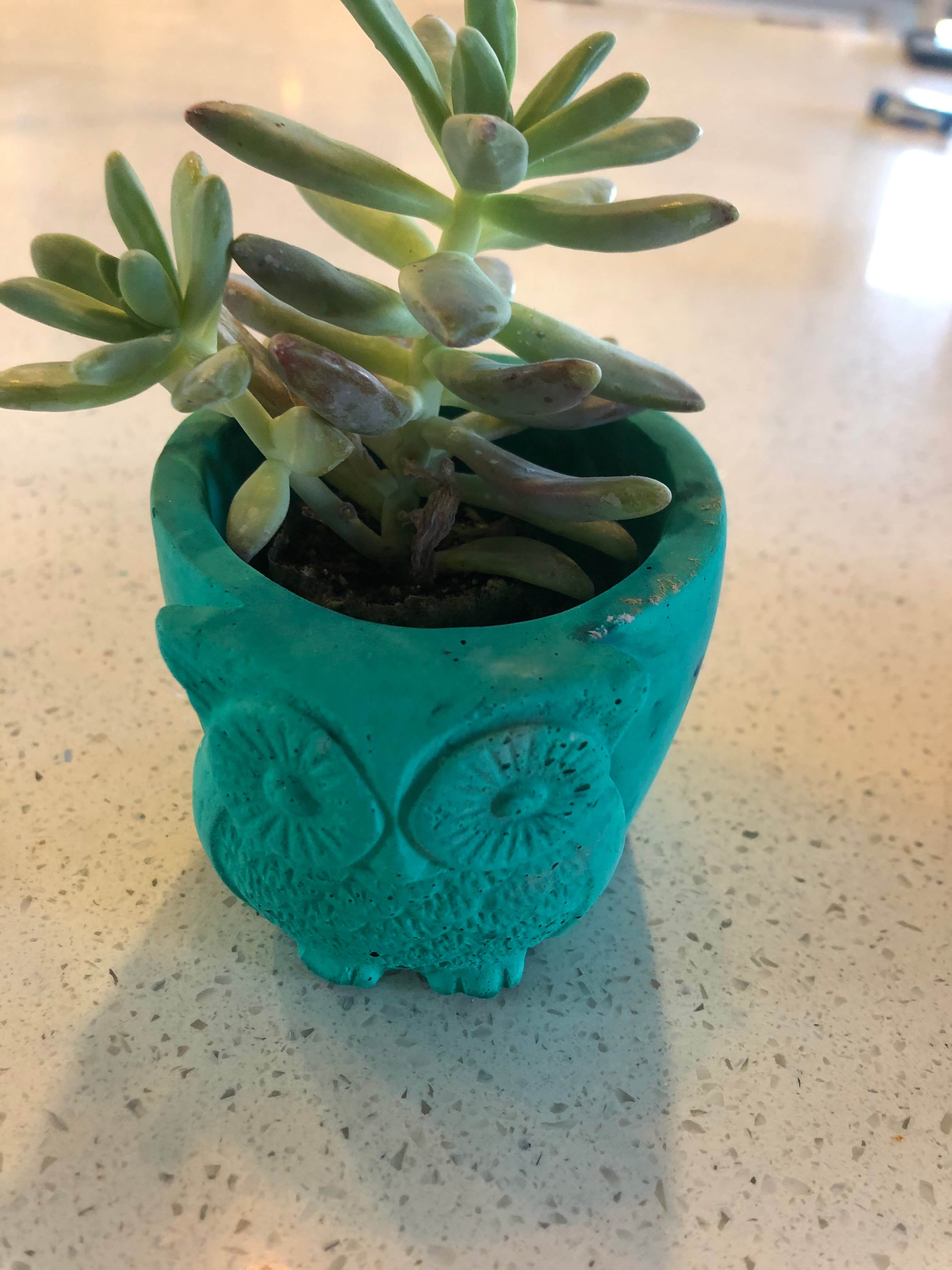 Owl Planter