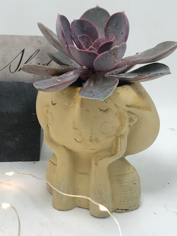 Sonderella  Planter