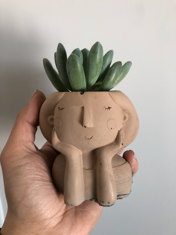 Sonderella  Planter