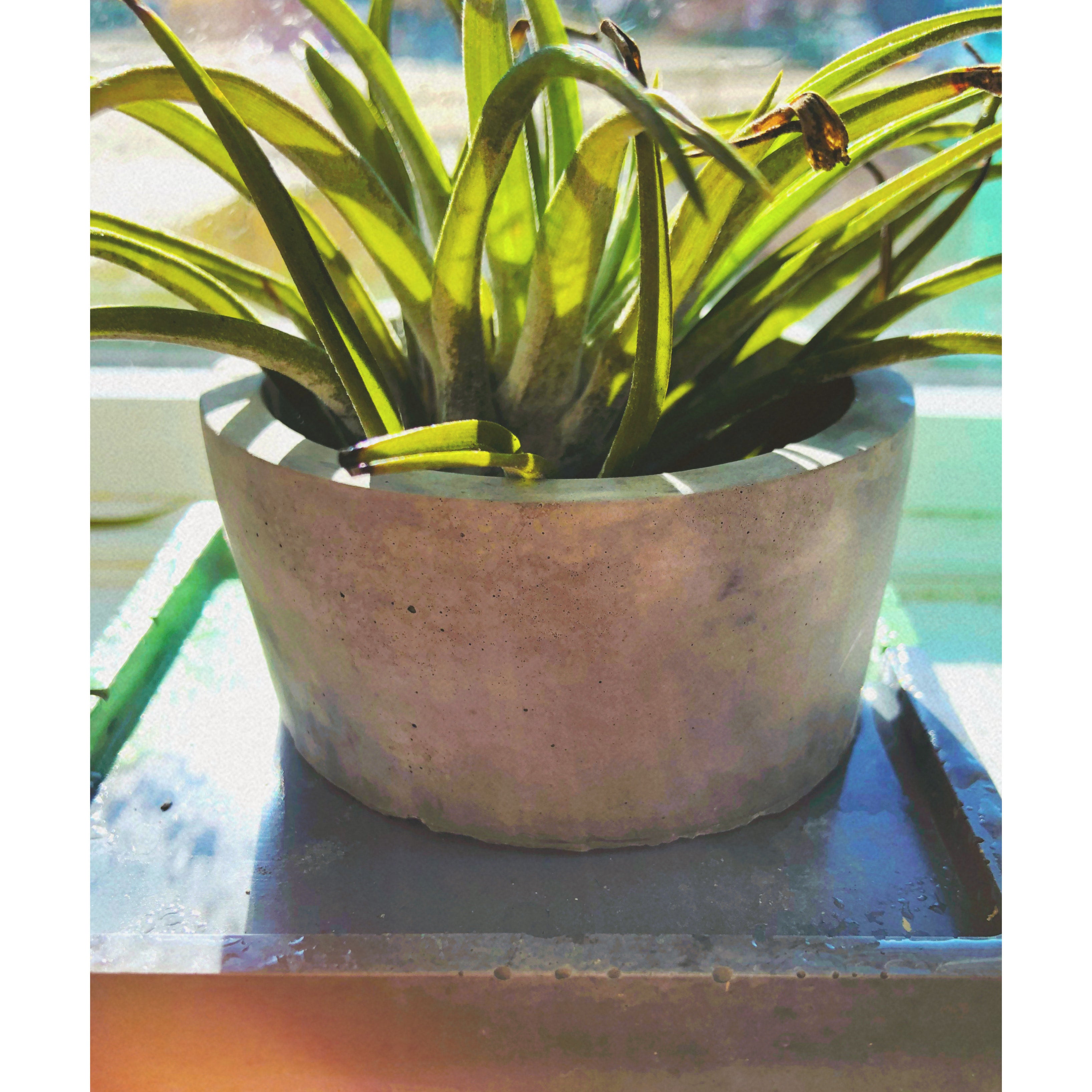Round Concrete Planter